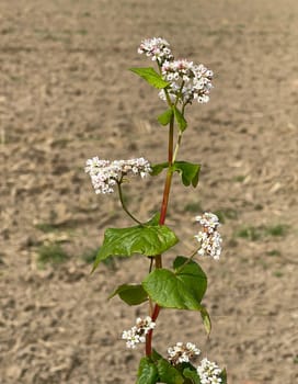 Buckwheat,Fagopyrum tataricum,is an important medicinal and cereal plant. Buckwheat,Fagopyrum tataricum,is an important medicinal and cereal crop.
