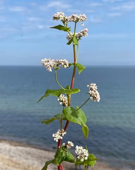 Buckwheat,Fagopyrum tataricum,is an important medicinal and cereal plant. Buckwheat,Fagopyrum tataricum,is an important medicinal and cereal crop.