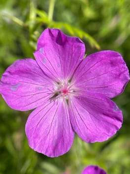 Blood Stork's Beak,Geranium,sanguineum is a beautiful wild and medicinal plant with deep purple flowers. Cranesbill,Geranium,sanguineum is a pretty wild and medicinal plant with deep purple flowers.