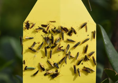 Yellow traps are glue traps with which harmful insects are caught. Yellow traps are sticky traps with which harmful insects are caught.