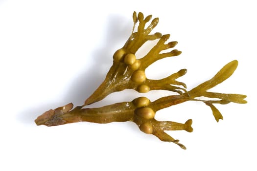 Bladderwrack,Fucus vesiculosus is an alga that is also used as a medicinal plant. Bladderwreck,Fucus vesiculosus,is an alga that is also used as a medicinal plant.