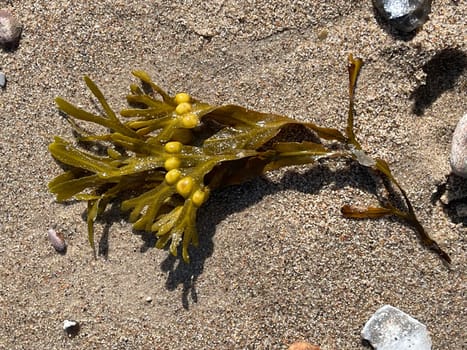 Bladderwrack,Fucus vesiculosus is an alga that is also used as a medicinal plant. Bladderwreck,Fucus vesiculosus,is an alga that is also used as a medicinal plant.
