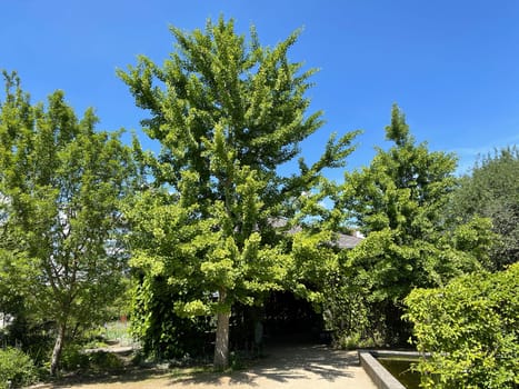 Ginkgo biloba or ginko is a tree species native to China,now planted worldwide. Ginkgo biloba or Ginko is a tree species native to China that is now planted worldwide. The Ginkgo or Ginko is a tree species native to China,today planted worldwide.