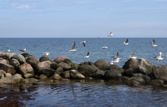 Lachmoeven are large water birds that live on the coasts of the seas and rivers. Black-headed gulls are large aquatic birds that live on the coasts of seas and rivers.
