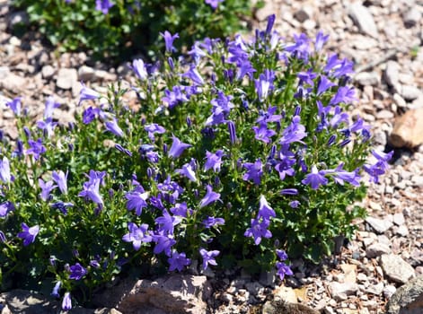 Bluebells are a well-known and very valuable garden perennial with mostly blue flowers but also white and violet flowers occur. Bluebells are a well-known and very valuable garden perennial with mostly blue flowers,but white and purple flowers also occur.
