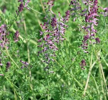 Erdrauch,Fumaria,Officinalis is a wild and medicinal plant with pink flowers. Fumitory,Fumaria,Officinalis is a wild and medicinal plant with pink flowers.