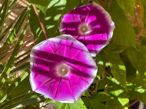 Ipomoea purpurea,tricolor,is a beautiful climber. Tricolor morning glory,Ipomoea purpurea,tricolor,is a lovely climber to hold.