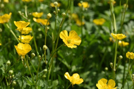 Buttercup Ranunculus acris,is a medicinal plant and a poisonous plant. It occurs wild in meadows and has beautiful yellow flowers. Ranunculus acris is a medicinal plant and a poisonous plant. It occurs wild on meadows and has beautiful yellow flowers.