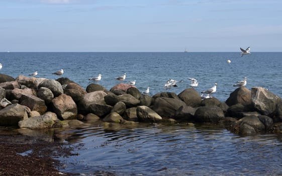 Lachmoeven are large water birds that live on the coasts of the seas and rivers. Black-headed gulls are large aquatic birds that live on the coasts of seas and rivers.