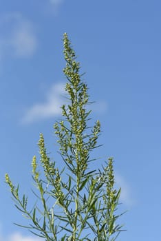 Tarragon,Artemisia dracunculus,is an important medicinal and herbaceous plant. Tarragon,Artemisia Dracunculus,is an important medicinal and herb plant