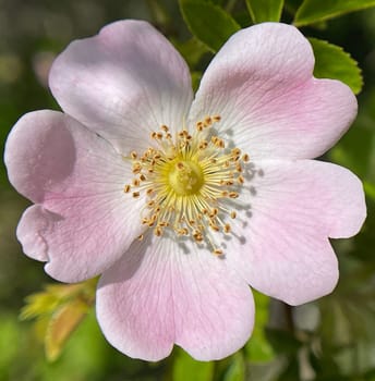 Dog rose,Rosa canina,is an important medicinal plant with pink or white flowers and is used in medicine. It is a wild rose and has red rosehip fruits in autumn. Dog rose,Rosa canina,is an important medicinal plant with pink or white flowers and is used in medicine. It is a wild rose and has red rosehip fruits in the fall.