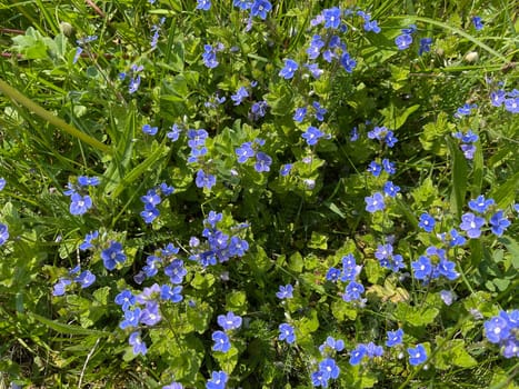 Gamander Honorary Award,Veronica gamander. It is also often wild,in fields and meadows,and has beautiful blue flowers. Gamander Honorary Award,Veronica Gamander. It is also often wild,in fields and meadows,and has beautiful blue flowers.