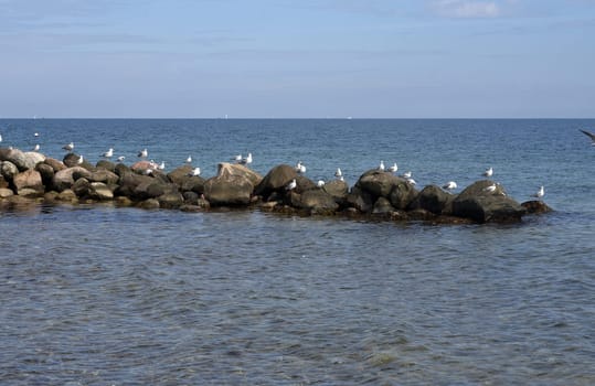 Lachmoeven are large water birds that live on the coasts of the seas and rivers. Black-headed gulls are large aquatic birds that live on the coasts of seas and rivers.