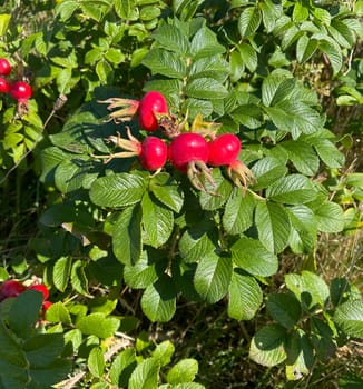 Apple rose,Rosa rugosa,is a wild rose with beautiful red fruits in autumn. Apple rose,Rosa rugosa,is a wild rose with beautiful red fruits in autumn.