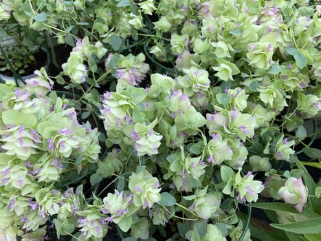 Hopfenoregano,Origanum rotundifolium,is a perennial bluefish with aromatically fragrant,wintergreen foliage and rose white flowers. Hop Oregano,Origanum rotundifolium,is a perennial bloomer with aromatically fragrant,winter green foliage and rose-white flowers.