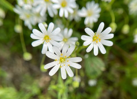 Cerastium arvense is a perennial growing plant of the carnation waxes and glit as a weed. Field mouse-ear,Cerastium arvense is a perennial plant of the carnation family and glided as a weed.