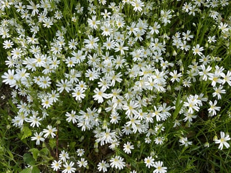 Cerastium arvense is a perennial growing plant of the carnation waxes and glit as a weed. Field mouse-ear,Cerastium arvense is a perennial plant of the carnation family and glided as a weed.