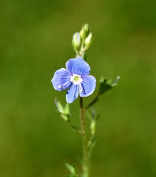 Gamander Honorary Award,Veronica gamander. It is also often wild,in fields and meadows,and has beautiful blue flowers. Gamander Honorary Award,Veronica Gamander. It is also often wild,in fields and meadows,and has beautiful blue flowers.