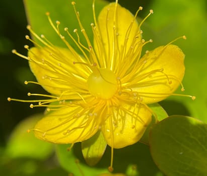 St. John's wort,Hypericum androsaemum grows in a sunny to half shady location and has beautiful yellow flowers. St. John's Wort,Hypericum androsaemum grows in a sunny to partially shaded spot and has beautiful yellow flowers