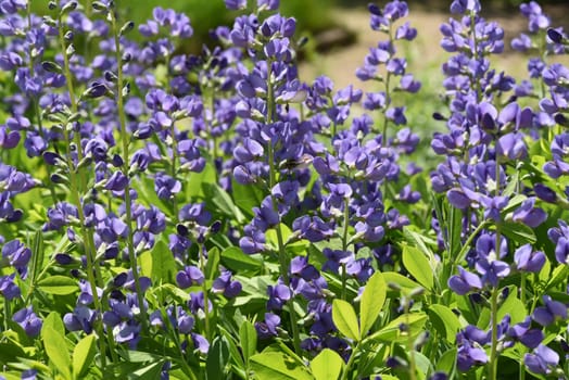 Faerberhuelse,Baptisia tinctoria,is an important medicinal plant with blue flowers and is widely used in medicine. It is a perennial and belongs to the Faerber plants. Shell dyer,Baptisia tinctoria,is an important medicinal plant with blue flowers and is widely used in medicine. It is a perennial and belongs to the dyer plants.