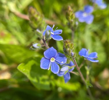 Gamander Honorary Award,Veronica gamander. It is also often wild,in fields and meadows,and has beautiful blue flowers. Gamander Honorary Award,Veronica Gamander. It is also often wild,in fields and meadows,and has beautiful blue flowers.