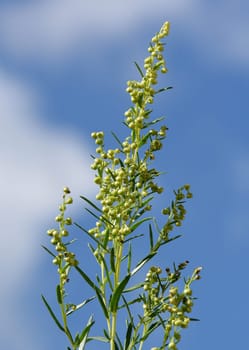 Tarragon,Artemisia dracunculus,is an important medicinal and herbaceous plant. Tarragon,Artemisia Dracunculus,is an important medicinal and herb plant