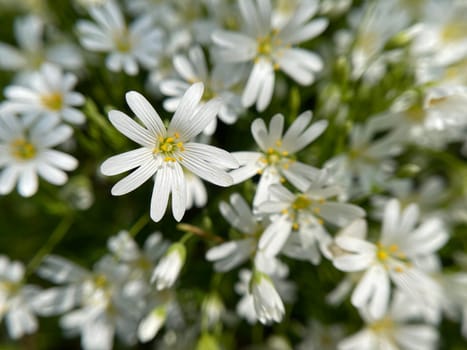 Cerastium arvense is a perennial growing plant of the carnation waxes and glit as a weed. Field mouse-ear,Cerastium arvense is a perennial plant of the carnation family and glided as a weed.