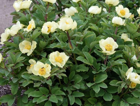 Peony,paeonia is an important medicinal plant with purple,red,yellow and white flowers. It is also used in medicine. Peony,Paeonia is an important medicinal plant with purple,red,yellow and white flowers. It is also used in medicine.