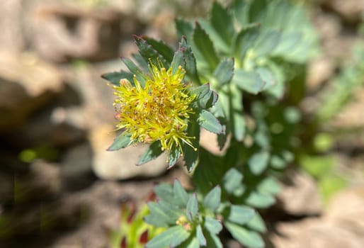 Rhodiola rosea is an important medicinal plant with yellow and pink flowers whose roots are used. Rose root,Rhodiola rosea,is an important medicinal plant with yellow and pink flowers whose roots are used.