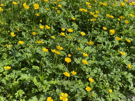 Buttercup Ranunculus acris,is a medicinal plant and a poisonous plant. It occurs wild in meadows and has beautiful yellow flowers. Ranunculus acris is a medicinal plant and a poisonous plant. It occurs wild on meadows and has beautiful yellow flowers.