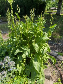 Sorrel,Rumex acetosa,is a vegetable and medicinal plant that also occurs wild in meadows. Sorrel,Rumex acetosa,is a vegetable and medicinal plant that also occurs wild on meadows.