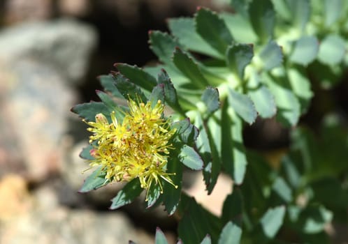 Rhodiola rosea is an important medicinal plant with yellow and pink flowers whose roots are used. Rose root,Rhodiola rosea,is an important medicinal plant with yellow and pink flowers whose roots are used.