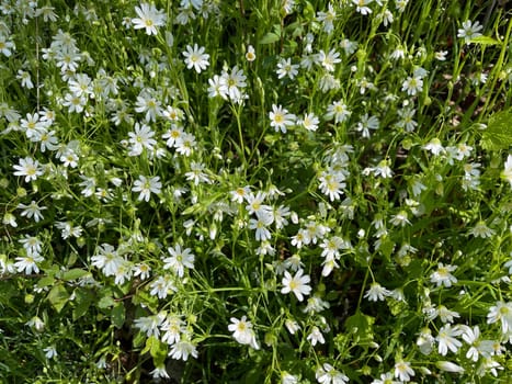 Cerastium arvense is a perennial growing plant of the carnation waxes and glit as a weed. Field mouse-ear,Cerastium arvense is a perennial plant of the carnation family and glided as a weed.