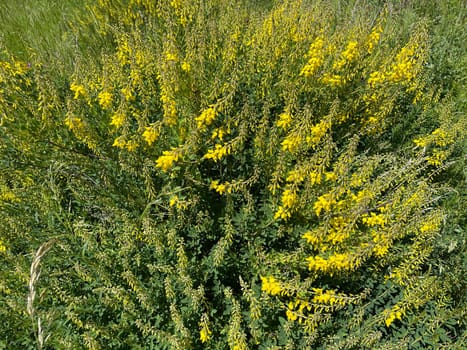 Cytisus nigricans is also called black bean shrub or grape clover. Goose clover,Cytisus nigricans,which is becoming black,is also called black bean bush or grape goat clover