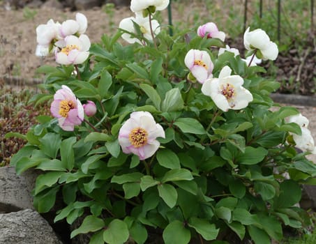 Peony,paeonia is an important medicinal plant with purple,red,yellow and white flowers. It is also used in medicine. Peony,Paeonia is an important medicinal plant with purple,red,yellow and white flowers. It is also used in medicine.