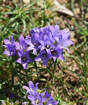 Bluebells are a well-known and very valuable garden perennial with mostly blue flowers but also white and violet flowers occur. Bluebells are a well-known and very valuable garden perennial with mostly blue flowers,but white and purple flowers also occur..
