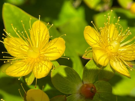 St. John's wort,Hypericum androsaemum grows in a sunny to half shady location and has beautiful yellow flowers. St. John's Wort,Hypericum androsaemum grows in a sunny to partially shaded spot and has beautiful yellow flowers