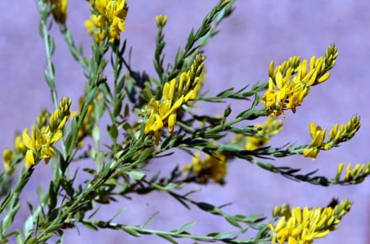 Cytisus nigricans is also called black bean shrub or grape clover. Goose clover,Cytisus nigricans,which is becoming black,is also called black bean bush or grape goat clover