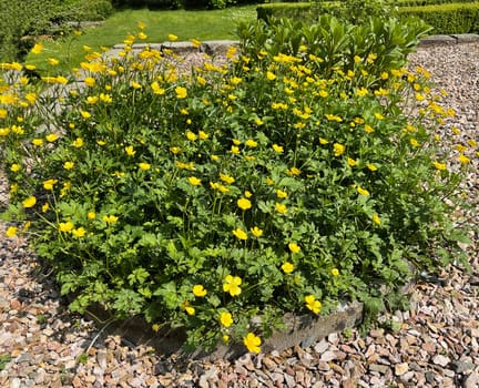 Buttercup Ranunculus acris,is a medicinal plant and a poisonous plant. It occurs wild in meadows and has beautiful yellow flowers. Ranunculus acris is a medicinal plant and a poisonous plant. It occurs wild on meadows and has beautiful yellow flowers.