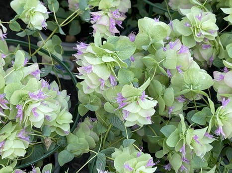 Hopfenoregano,Origanum rotundifolium,is a perennial bluefish with aromatically fragrant,wintergreen foliage and rose white flowers. Hop Oregano,Origanum rotundifolium,is a perennial bloomer with aromatically fragrant,winter green foliage and rose-white flowers.