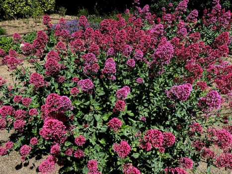 Spur flower,Centranthus ruber is an attractive and insect-loving flower. Spornflower,Centranthus ruber is an attractive and insect-loving flower.