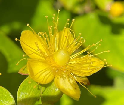 St. John's wort,Hypericum androsaemum grows in a sunny to half shady location and has beautiful yellow flowers. St. John's Wort,Hypericum androsaemum grows in a sunny to partially shaded spot and has beautiful yellow flowers