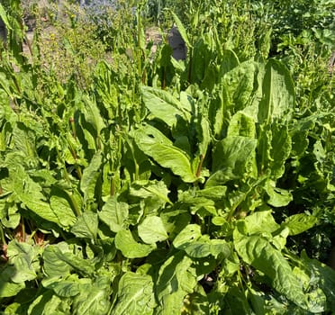 Sorrel,Rumex acetosa,is a vegetable and medicinal plant that also occurs wild in meadows. Sorrel,Rumex acetosa,is a vegetable and medicinal plant that also occurs wild on meadows.