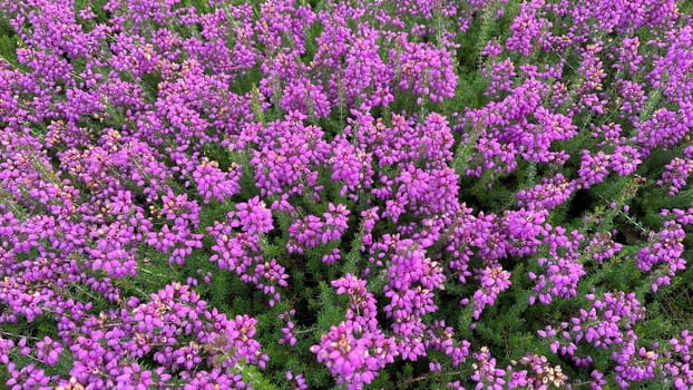 Heidepark in Schnevedingen offers a sea of flowers of various heather plants. Pagan in Schnevingen offers a sea of blossoms from various heather plants.