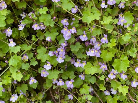 Cymbalaria muralis is a wild and medicinal plant with purple flowers. Cymbalaria muralis is a wild and medicinal plant with purple flowers.