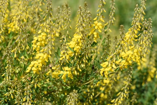 Cytisus nigricans is also called black bean shrub or grape clover. Goose clover,Cytisus nigricans,which is becoming black,is also called black bean bush or grape goat clover
