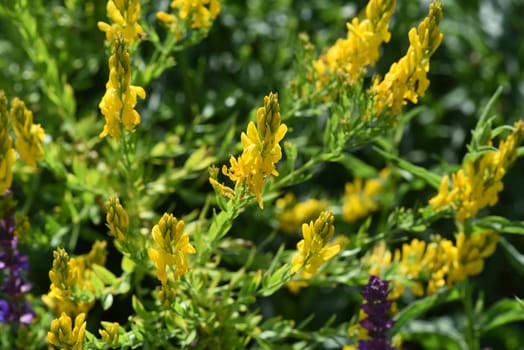 Cytisus nigricans is also called black bean shrub or grape clover. Goose clover,Cytisus nigricans,which is becoming black,is also called black bean bush or grape goat clover