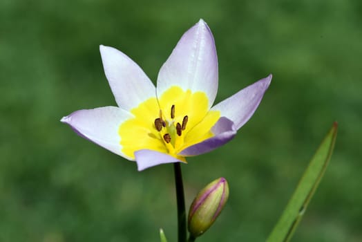 Wild tulips are the ancestors of modern garden tulips. Wild tulips are the ancestors of modern garden tulips