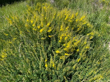 Cytisus nigricans is also called black bean shrub or grape clover. Goose clover,Cytisus nigricans,which is becoming black,is also called black bean bush or grape goat clover