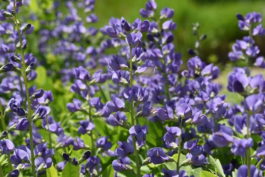 Faerberhuelse,Baptisia tinctoria,is an important medicinal plant with blue flowers and is widely used in medicine. It is a perennial and belongs to the Faerber plants. Shell dyer,Baptisia tinctoria,is an important medicinal plant with blue flowers and is widely used in medicine. It is a perennial and belongs to the dyer plants.